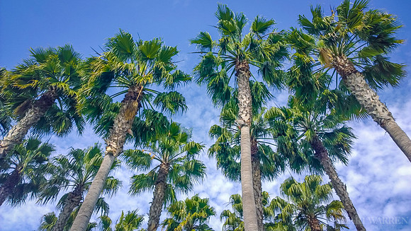 Palm Trees on Clouds IV