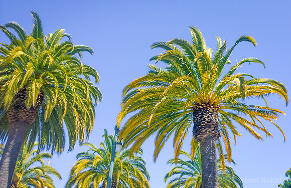 Sky Palms I
