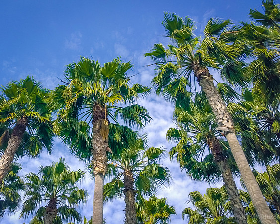 Palm Trees on Clouds I