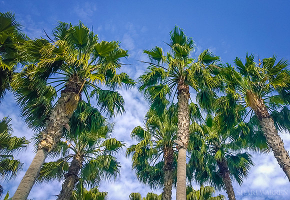 Palm Trees on Clouds II