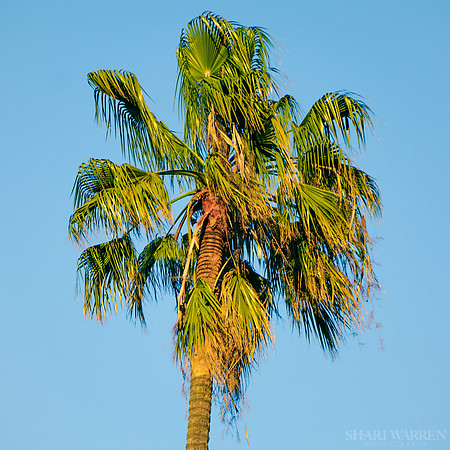 Palm Tree Sister I